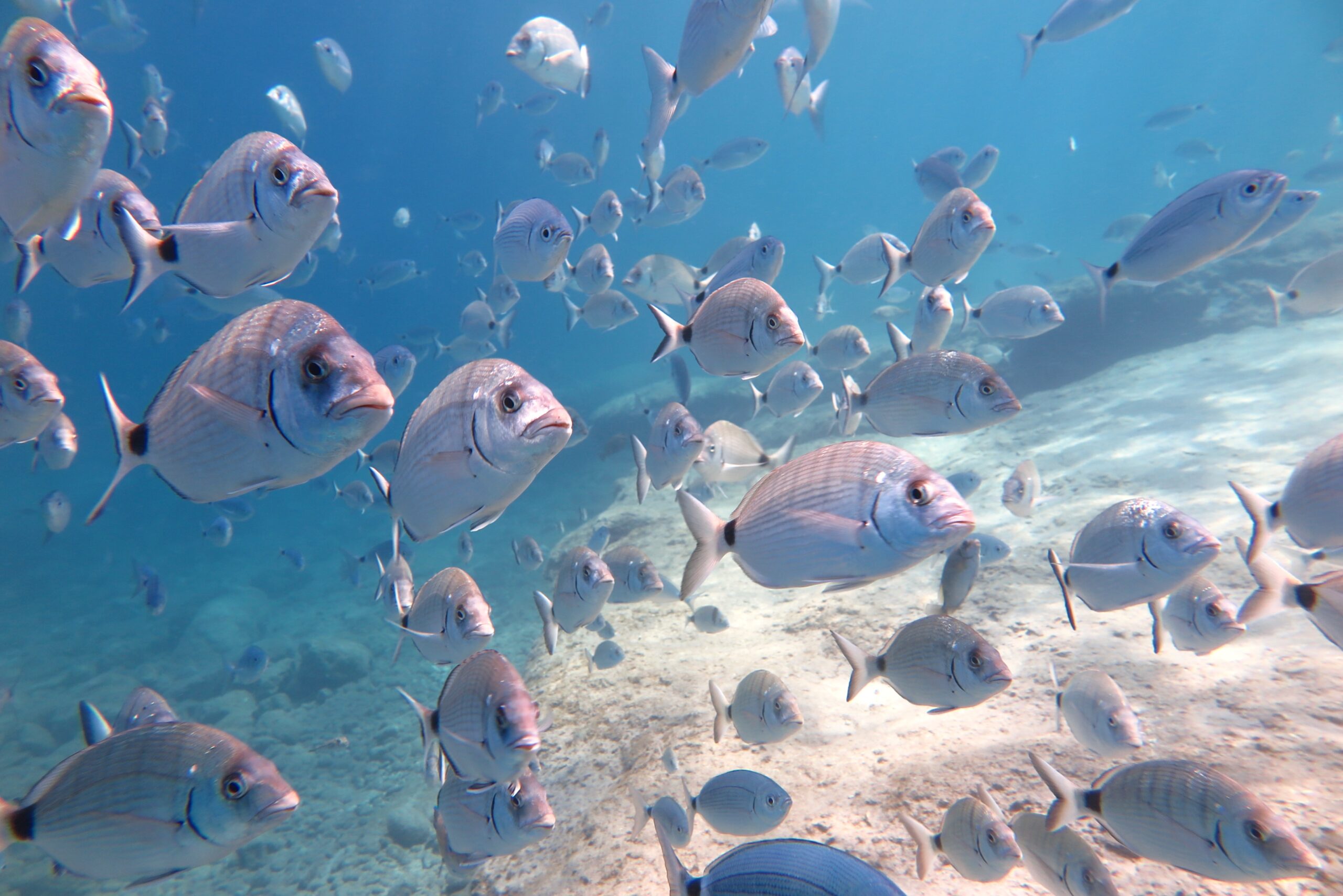 Fethiye su altı balıkları